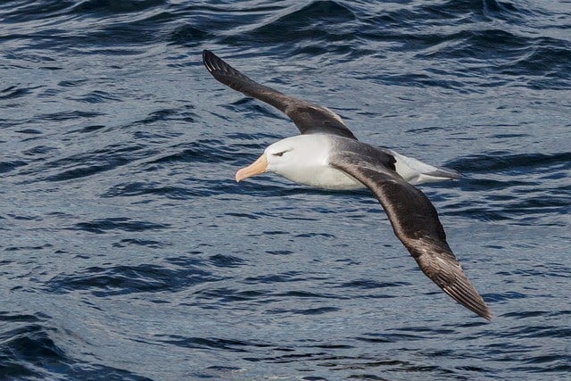 Foto på en albatross som svävar över havet i jakt på ett byte.