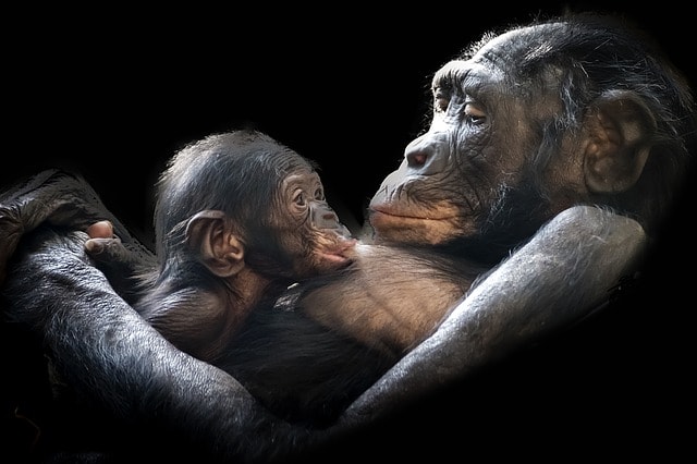 Gorilla med gorillaunge